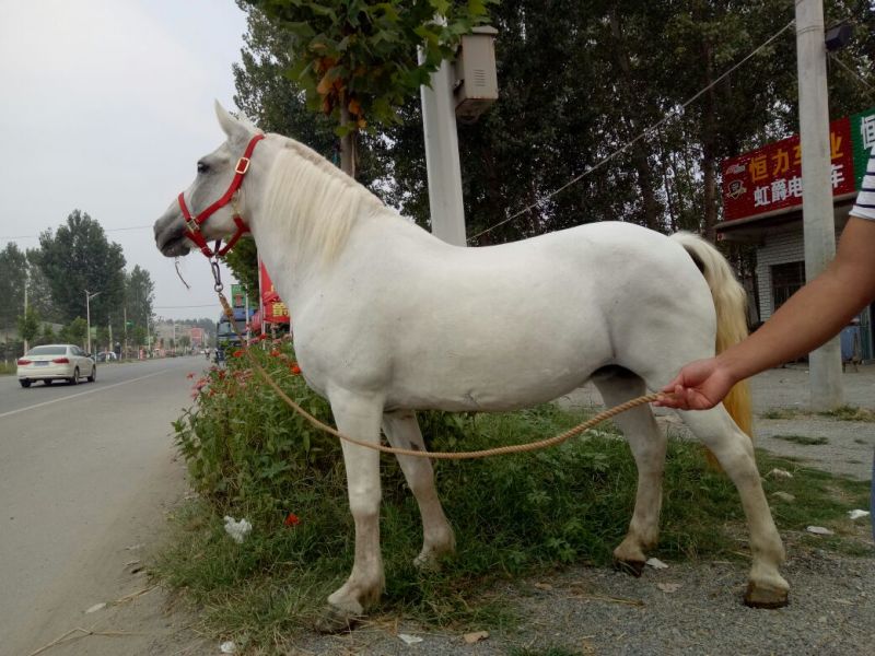 矮马300~400kg