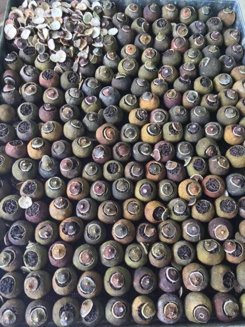 柑普茶