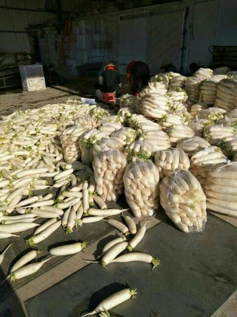 福建漳浦白萝卜，精品白萝卜，纯沙地种植。