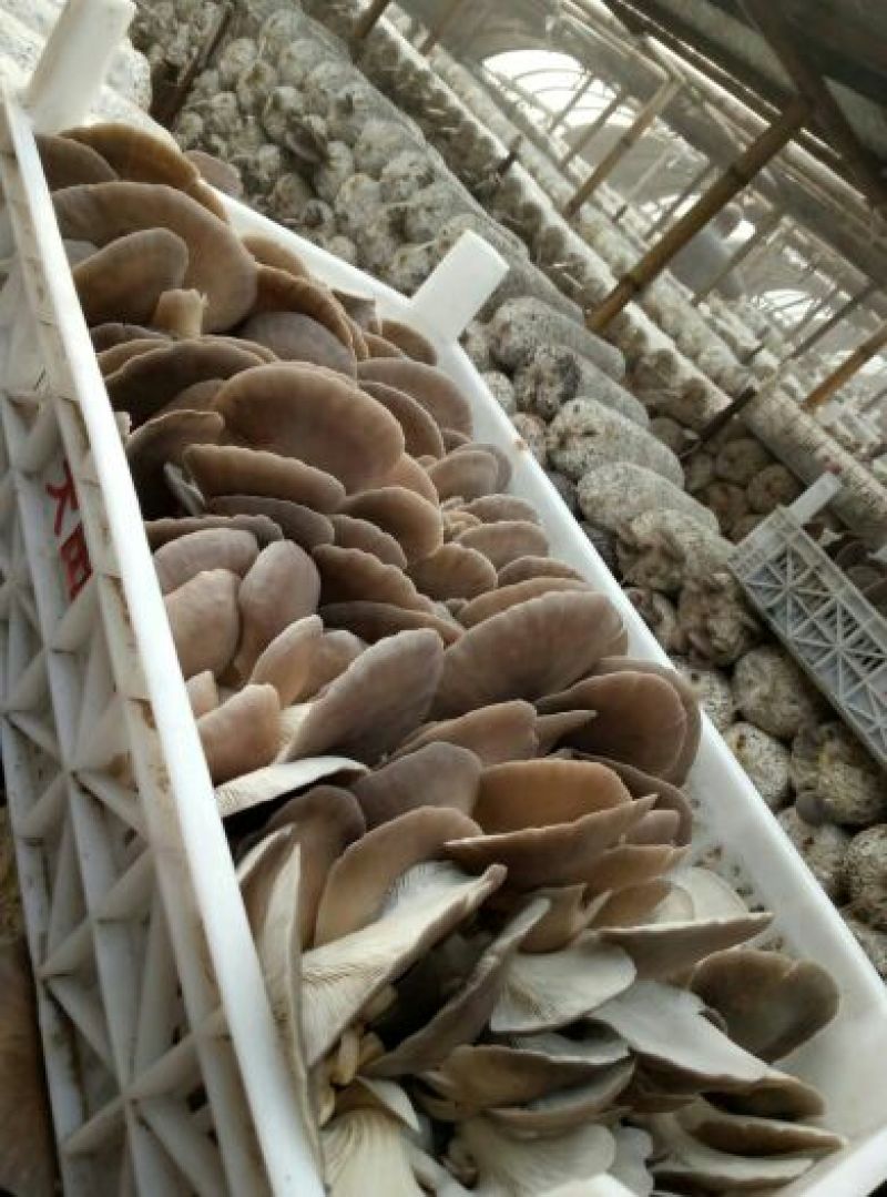 河北邯郸鲜平菇精选货源产地直销价格实惠