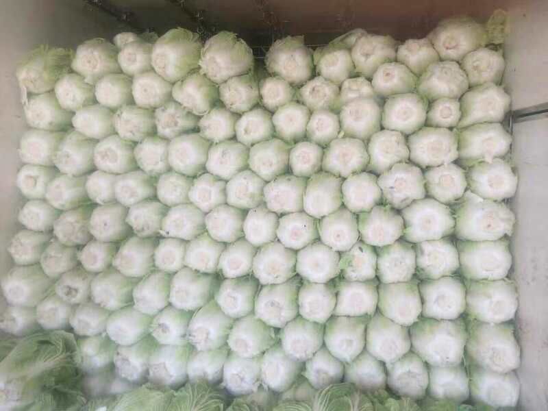 白花菜散装