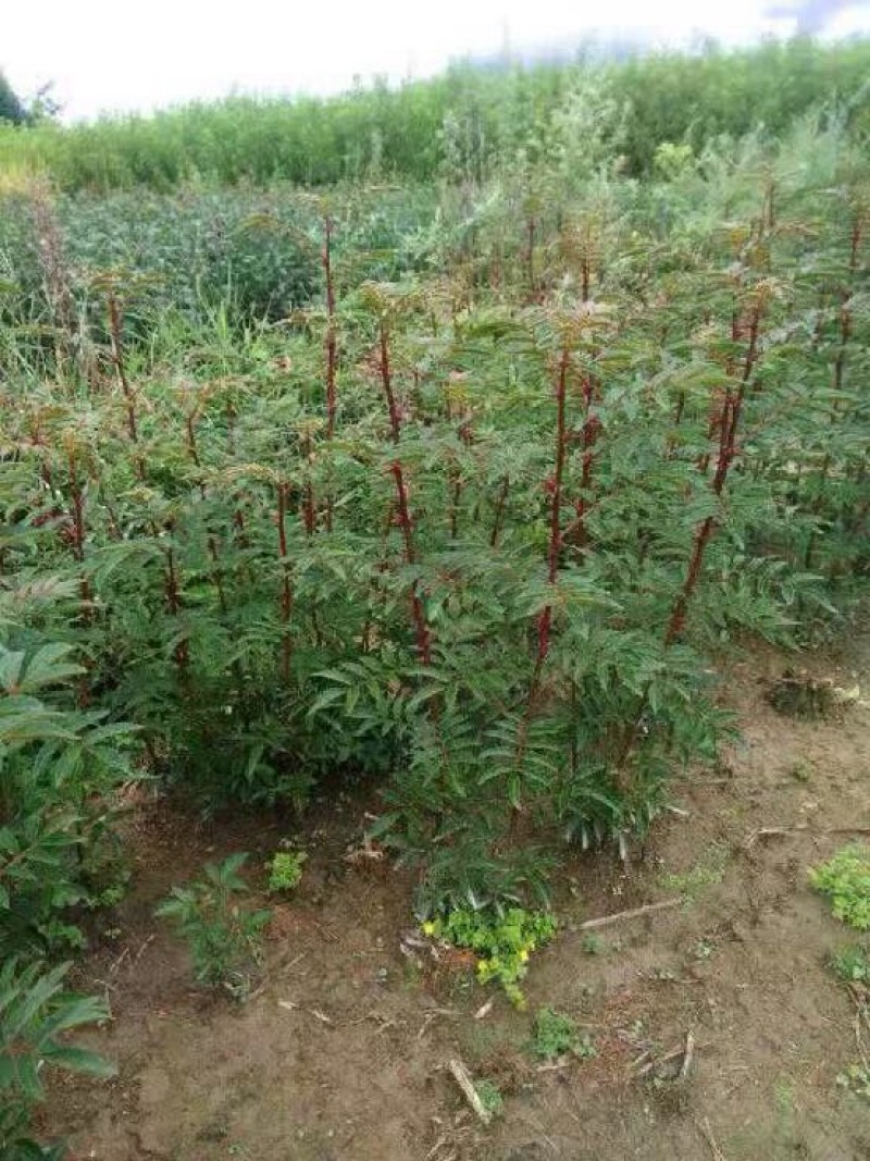 花椒苗