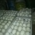 皖西白鹅鹅苗250g