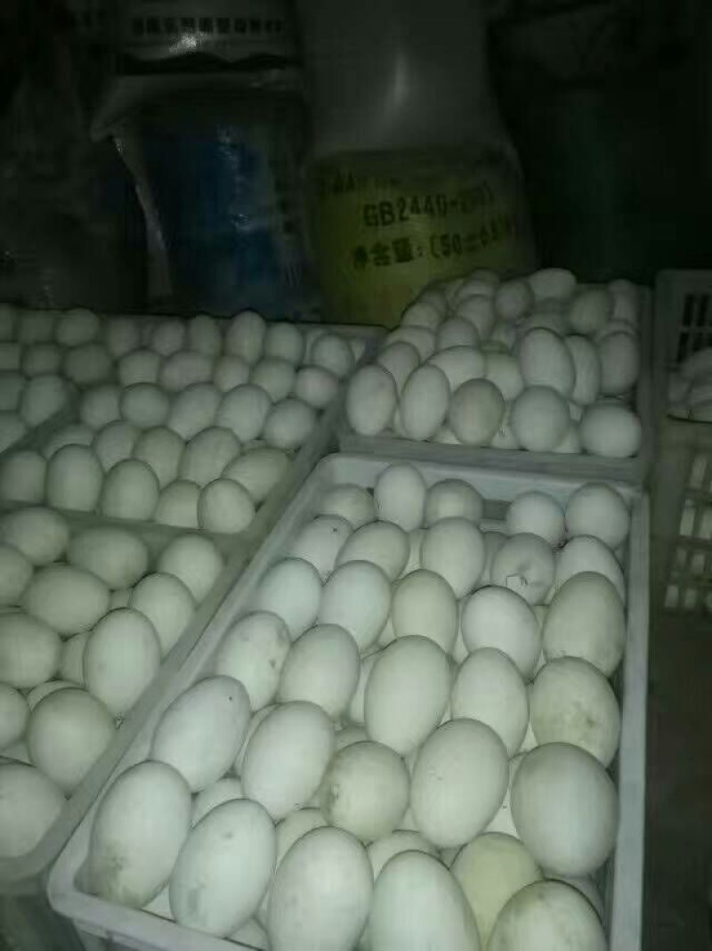 皖西白鹅鹅苗250g