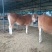 鲁西黄牛100~200kg