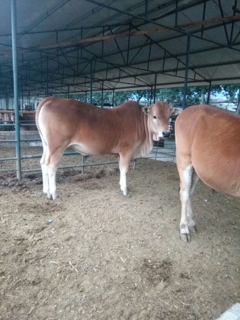 鲁西黄牛100~200kg