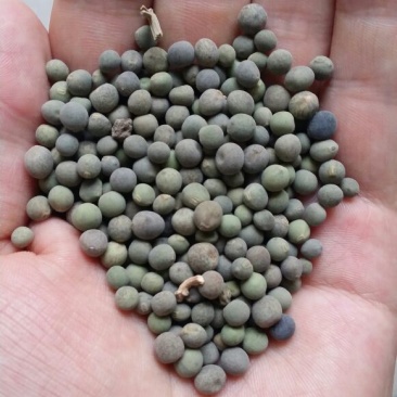 麻豌豆