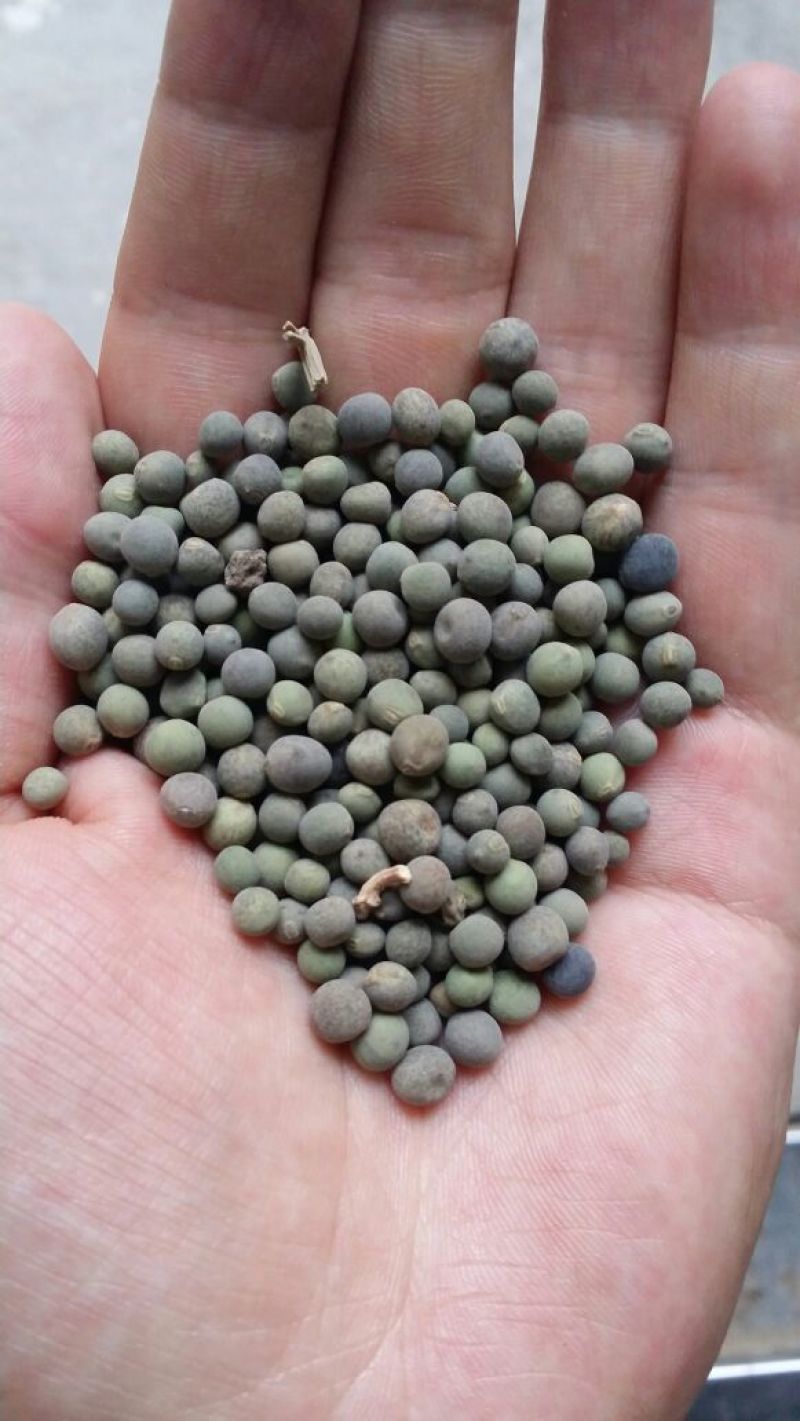 麻豌豆