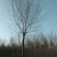金叶榆8~10cm6~8cm3.5~4m
