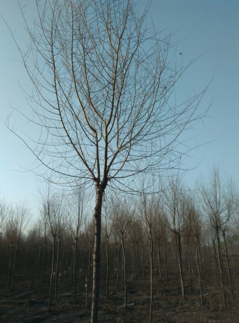 金叶榆8~10cm6~8cm3.5~4m