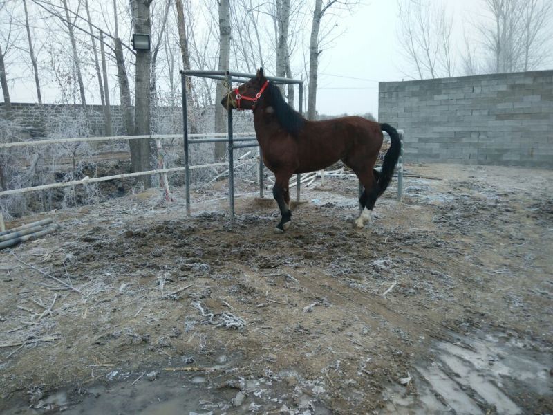 肉马400~500kg