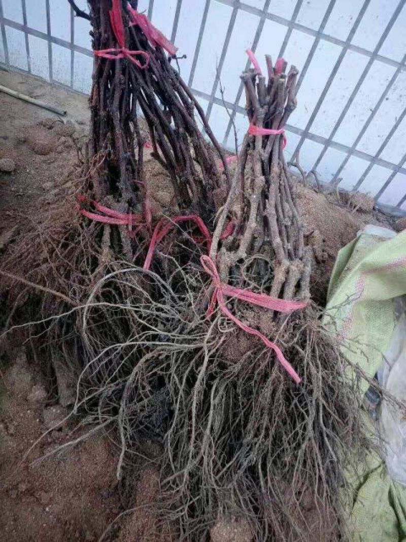 户太八号葡萄苗保纯度保成活率死苗补发