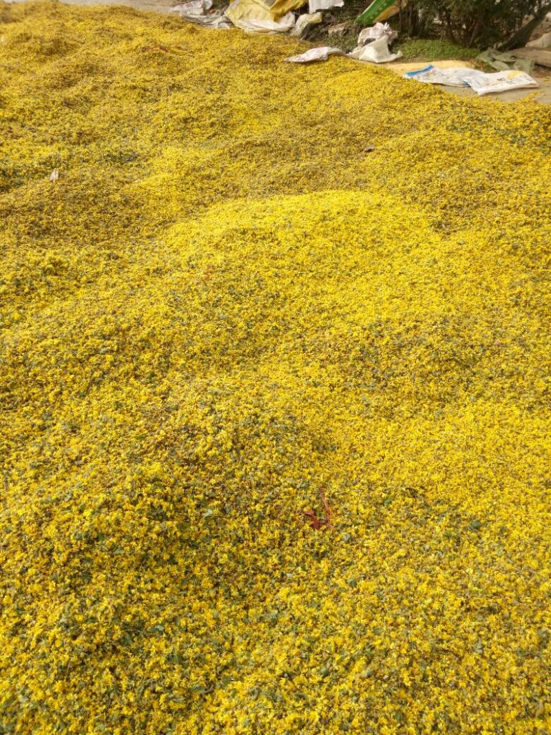 野菊花