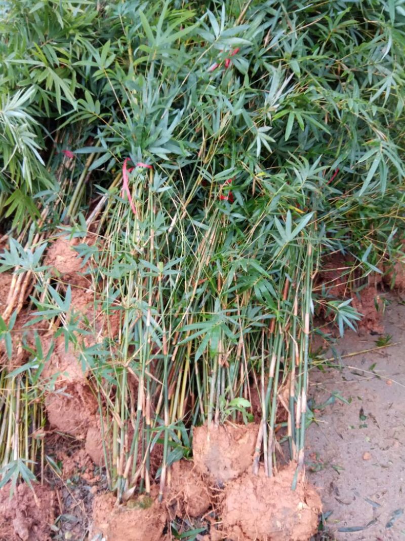 精品刚竹，青皮竹，紫竹，凤尾竹，楠竹，，