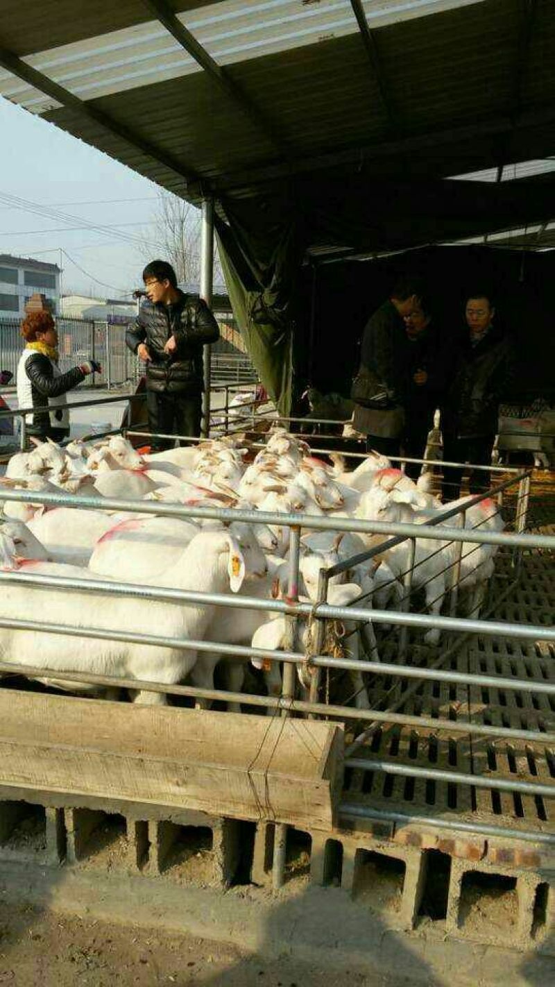 肉驴