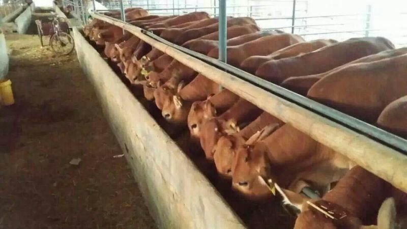 鲁西黄牛犊100~200kg