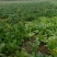 大叶菠菜10~15厘米