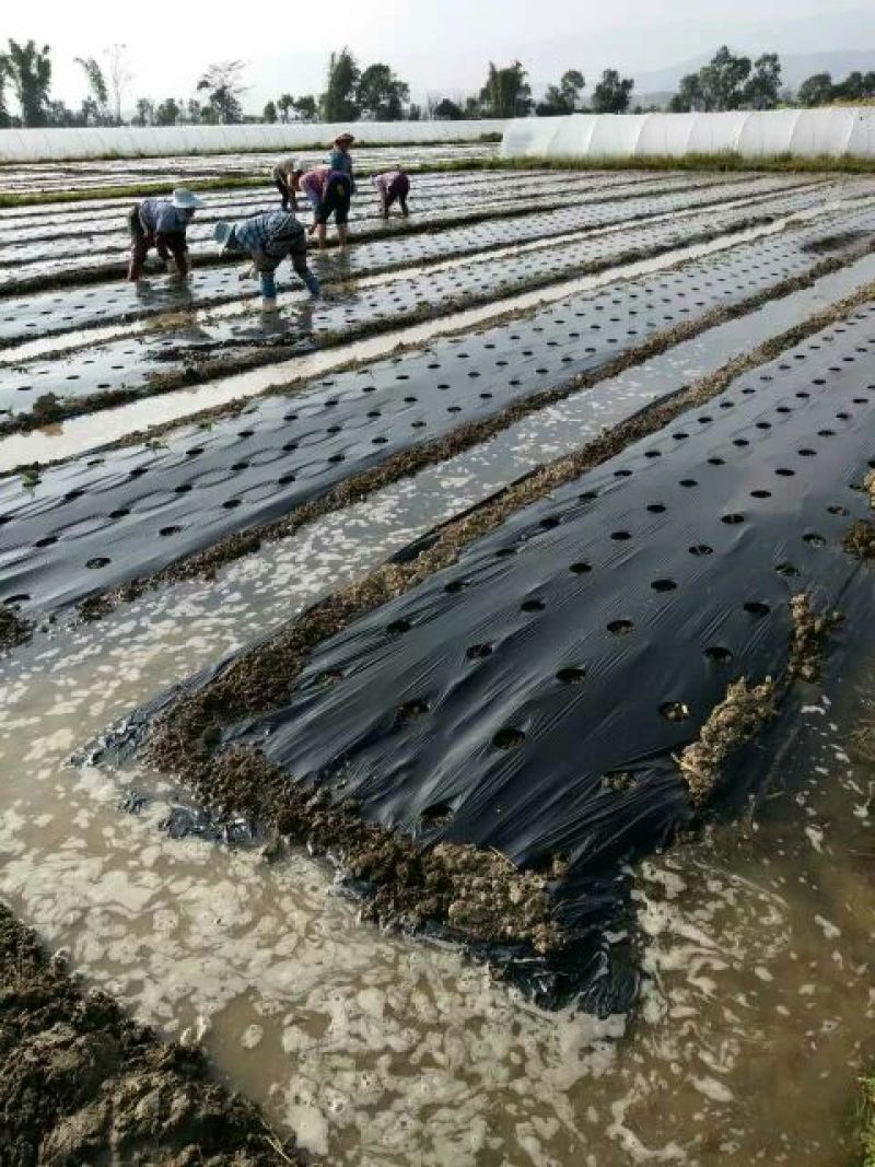 地膜，无公害，可降减打孔地膜，多色可选，蔬菜花卉等