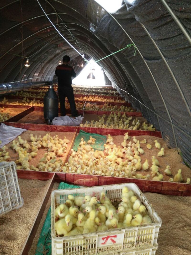 泰州白鹅鹅苗250g以下