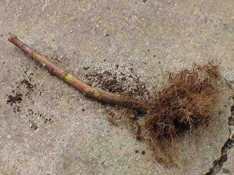 树莓苗10~30cm
