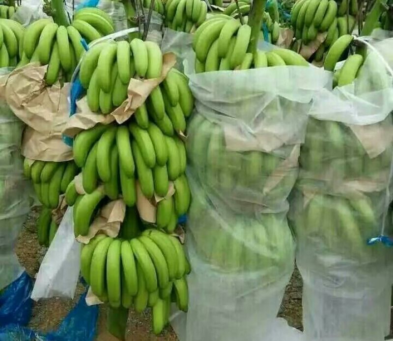 威廉斯香蕉八成熟