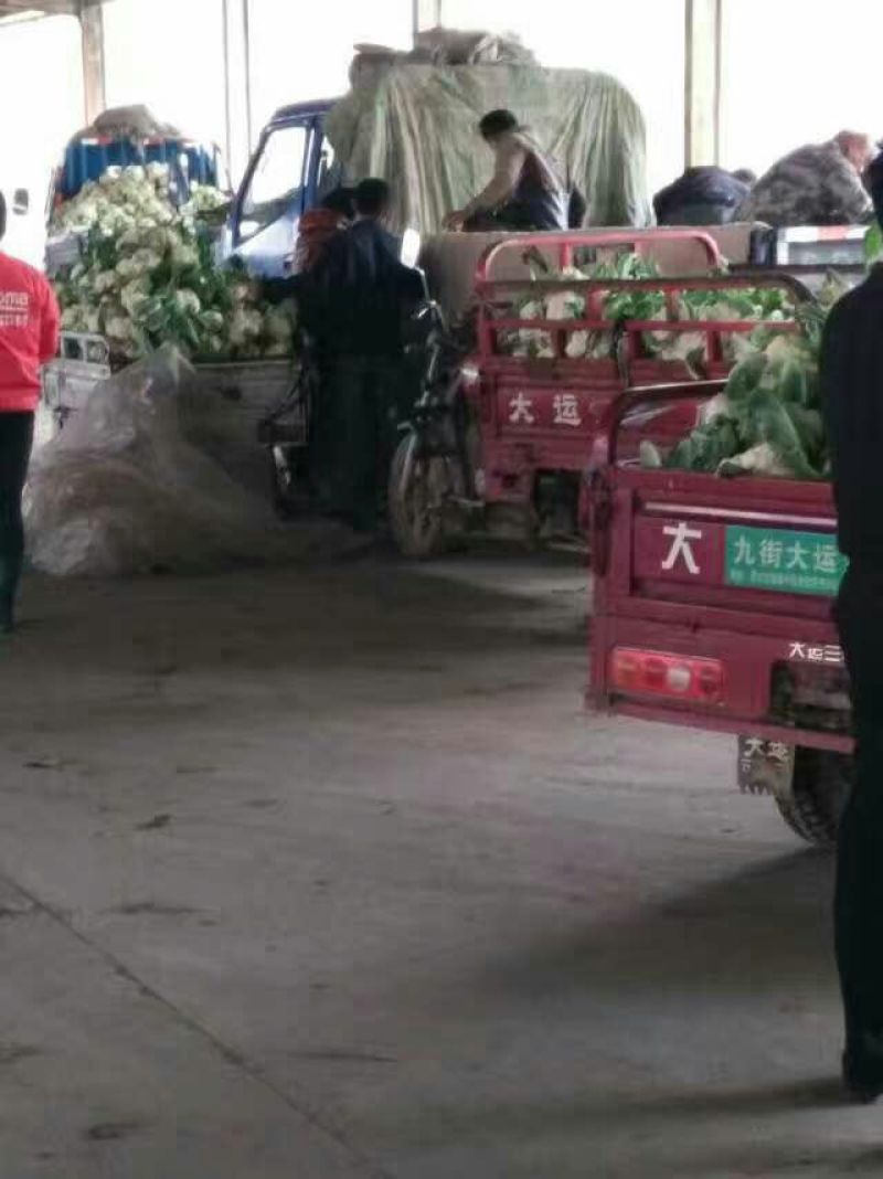北京新三号白菜大量供应