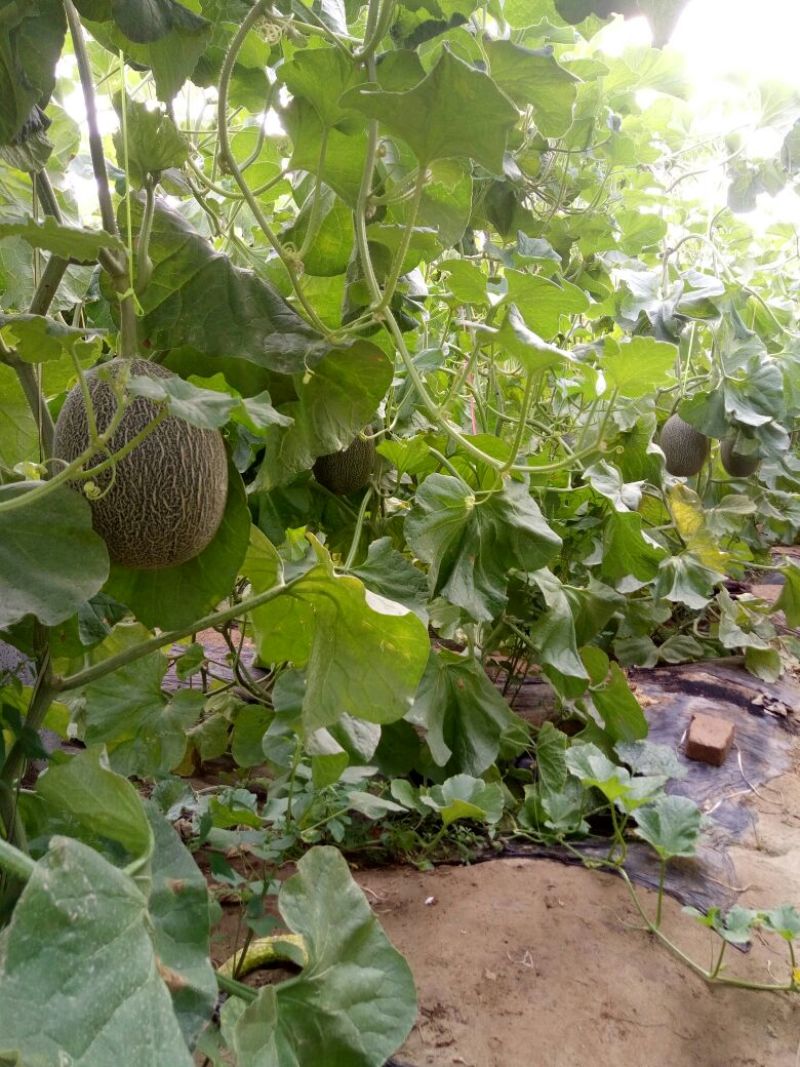 西州蜜瓜3斤以上长圆形
