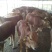 利木赞牛犊100~200kg