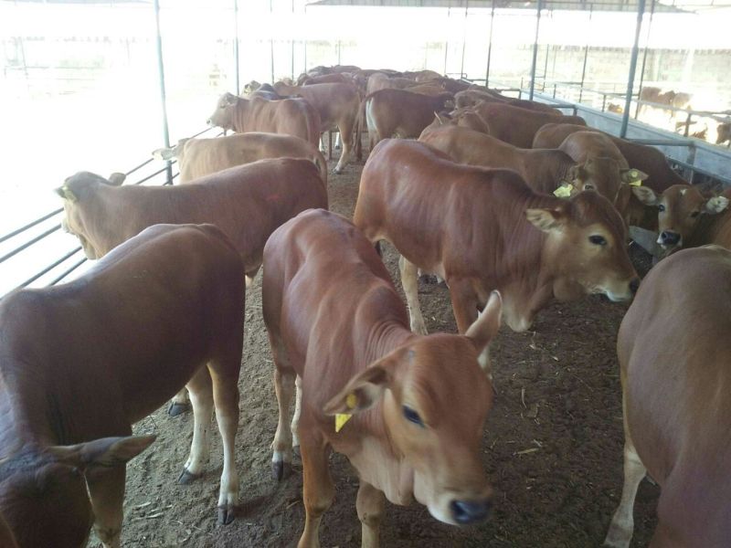 利木赞牛犊100~200kg