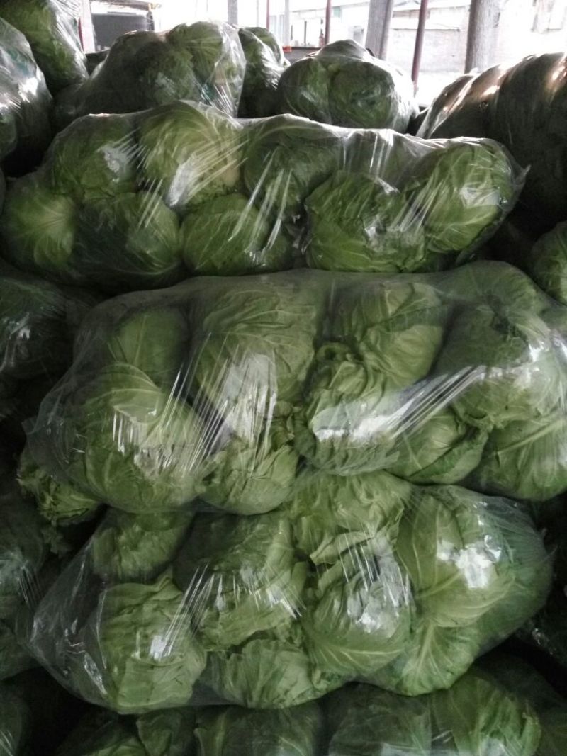 精品绿甘蓝，全绿，按需采购和加工！质量很好！