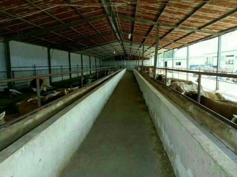 牛犊200~300kg