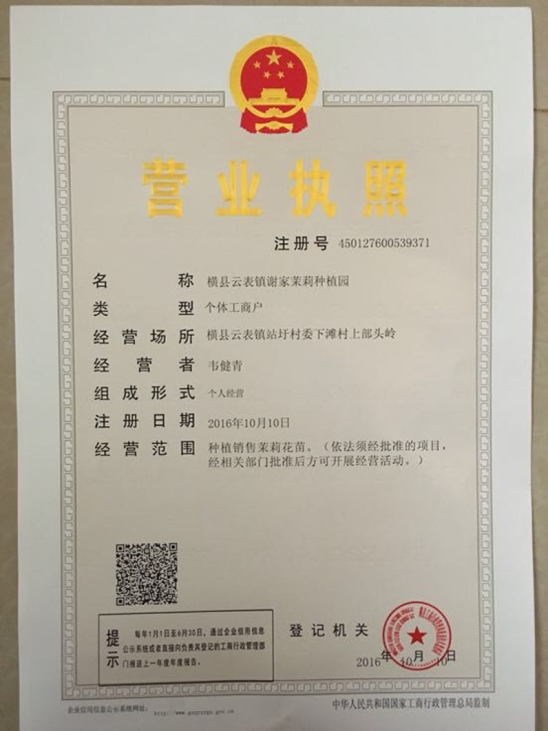 茉莉花不含盆