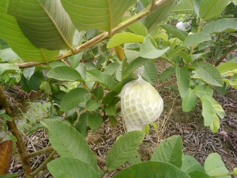 珍珠番石榴70~80mm/每天现摘现发