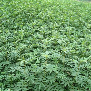 花椒苗0.5~1年基地直销当天起苗当天发货