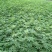 花椒苗0.5~1年基地直销当天起苗当天发货