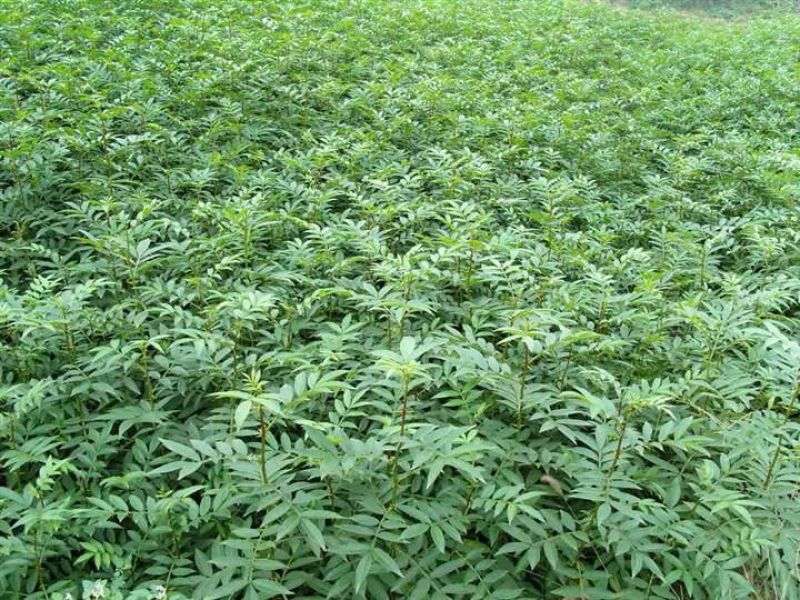 花椒苗0.5~1年基地直销当天起苗当天发货