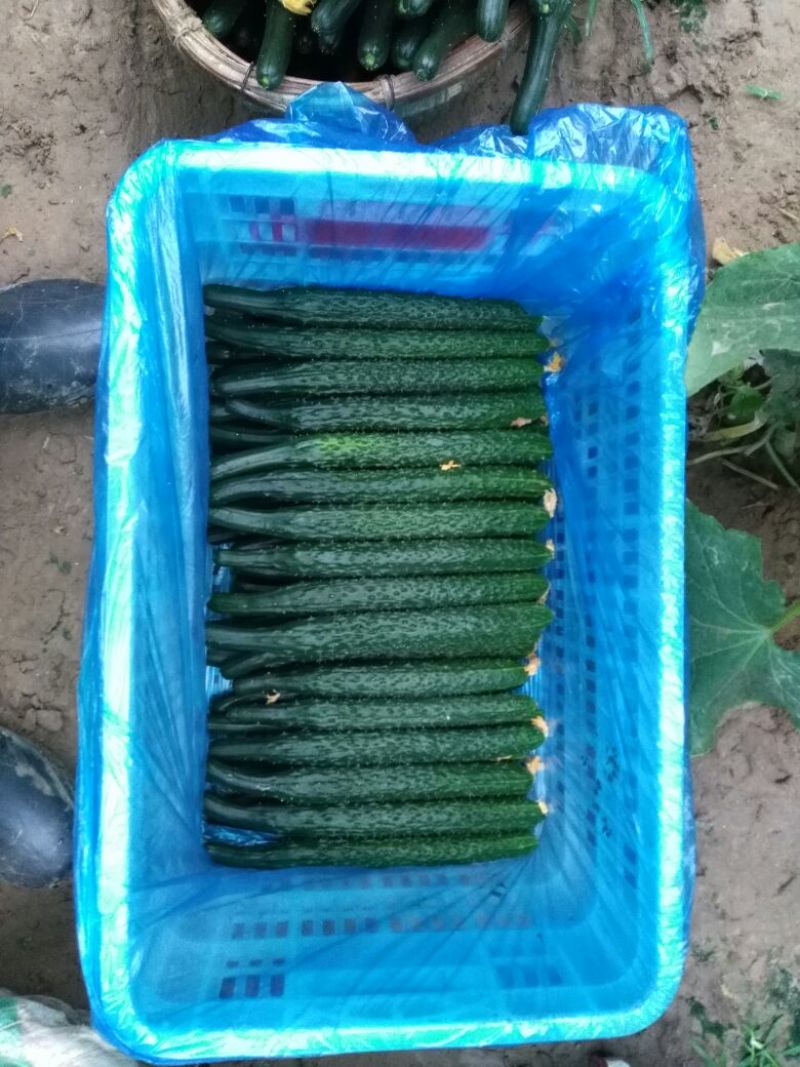 精品密刺黄瓜黄瓜干花带刺万亩黄瓜基地直发对接电商批发商商超