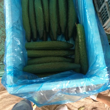 黄瓜18~22公分鲜花带刺