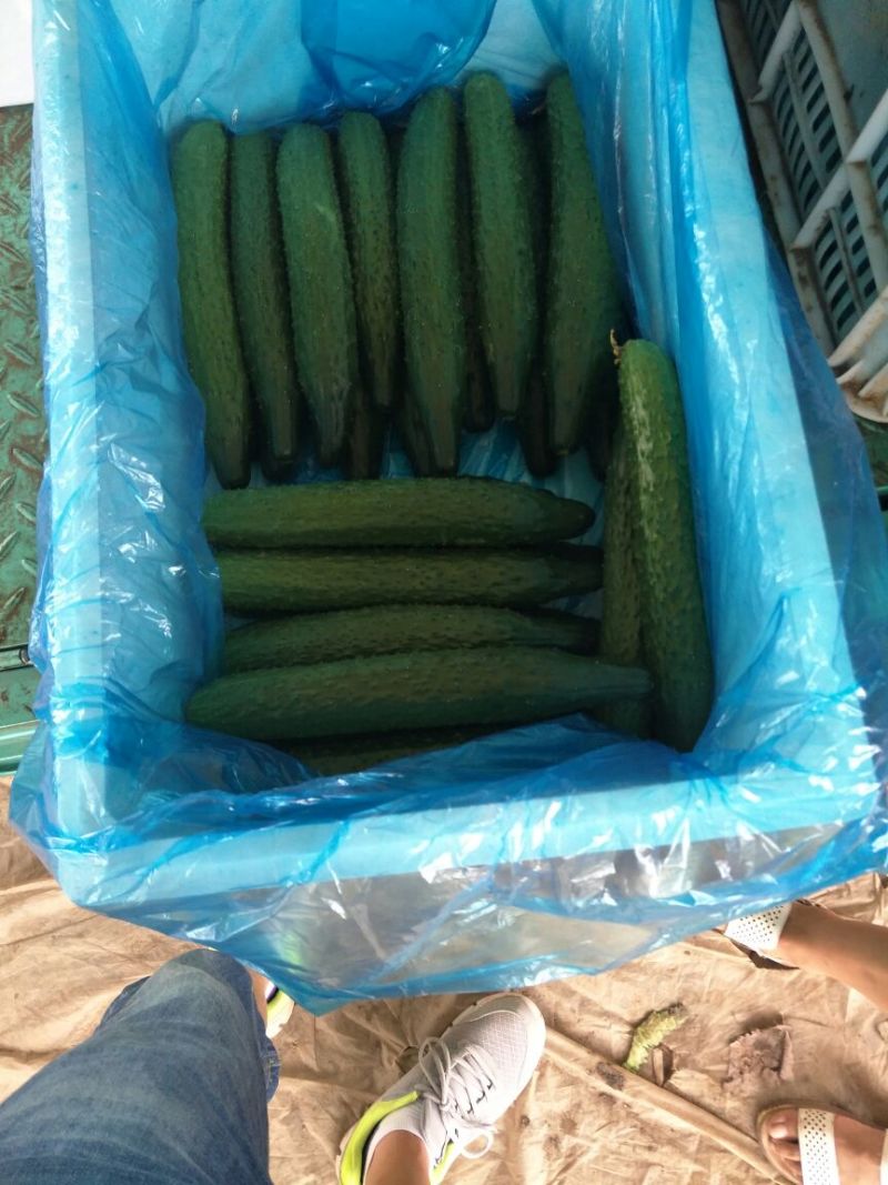 黄瓜18~22公分鲜花带刺