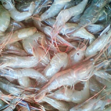 河虾活虾21~25只/kg