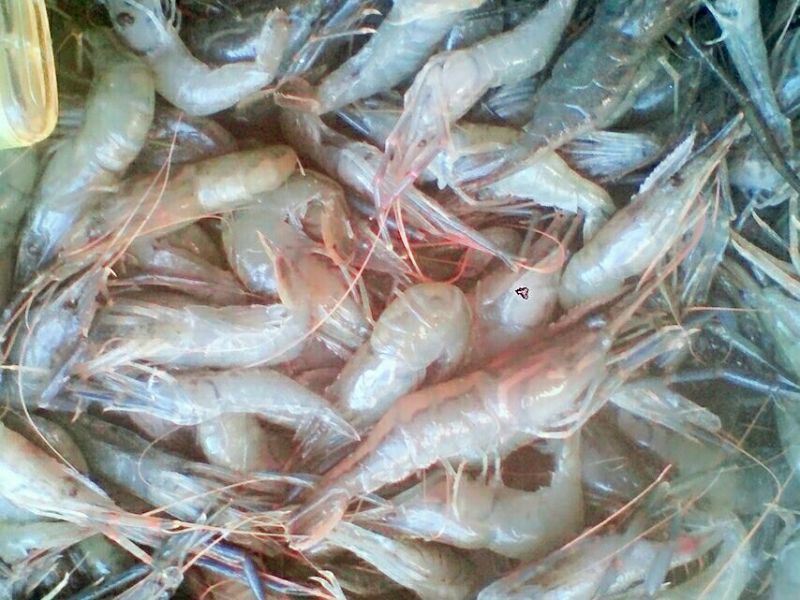 河虾活虾21~25只/kg