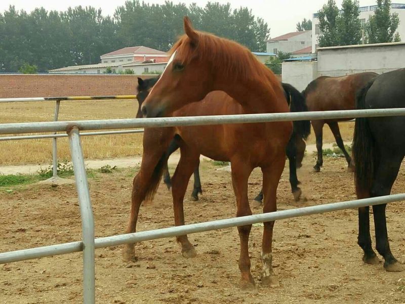 肉马300~400kg