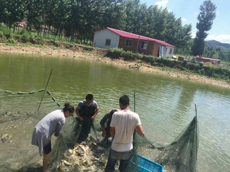 池鲤鱼食用1~2公斤