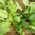 越冬菠菜25~30厘米