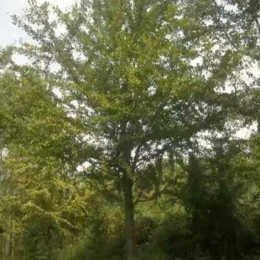 银杏树18~20cm4米以上3米以上