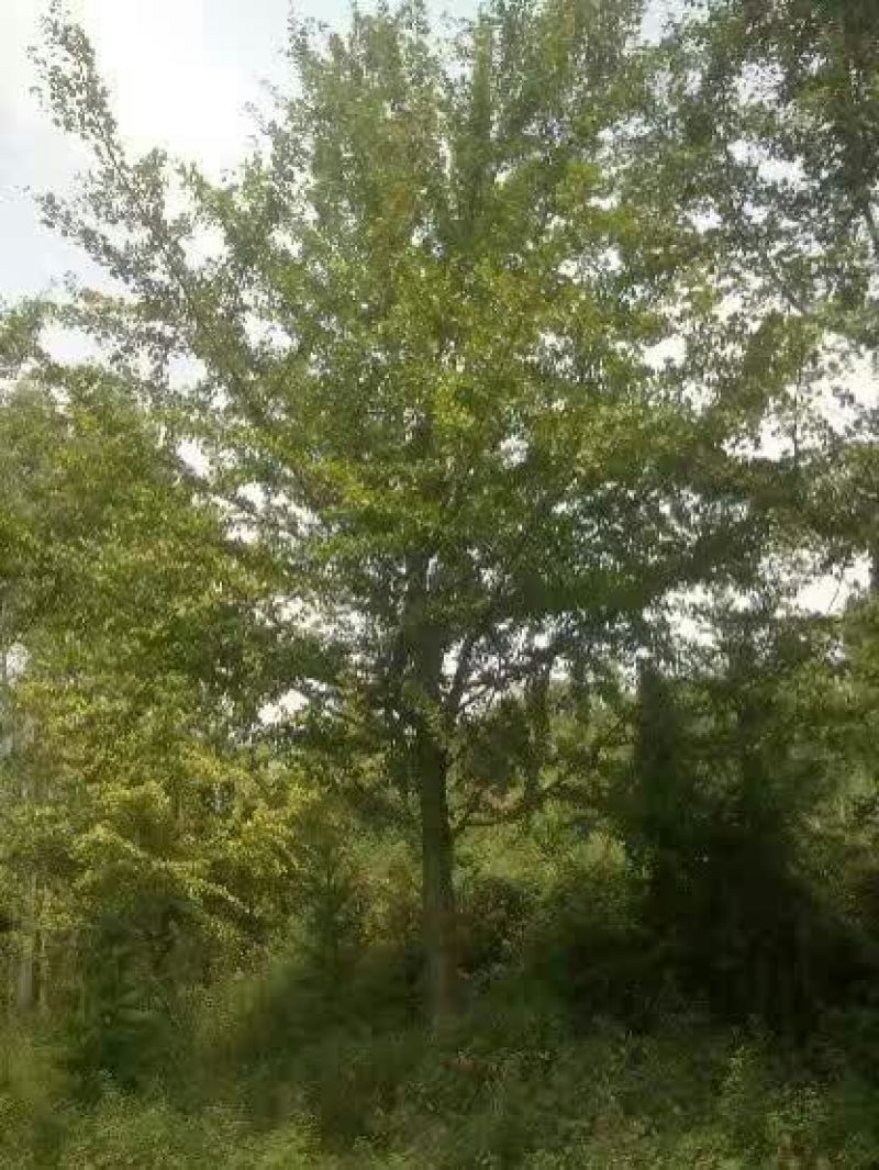 银杏树18~20cm4米以上3米以上
