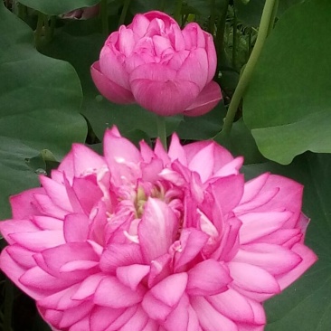 荷花60cm以上
