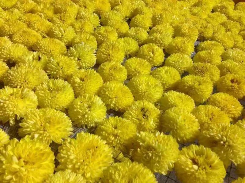 菊花茶