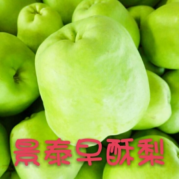 早酥梨150~200g光果