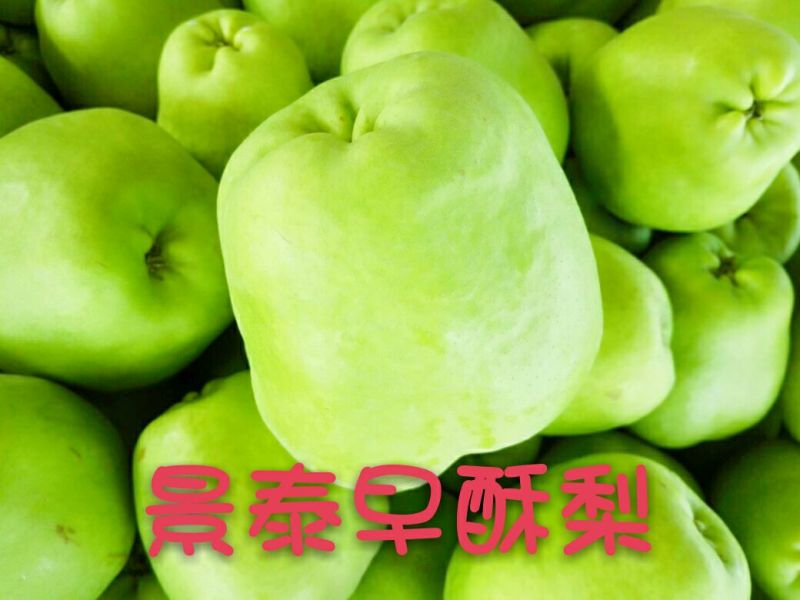早酥梨150~200g光果
